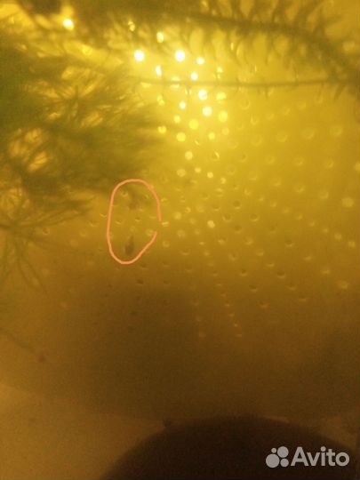 Улитки для аквариума