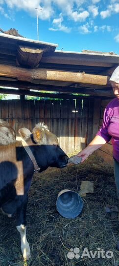 Корова телка