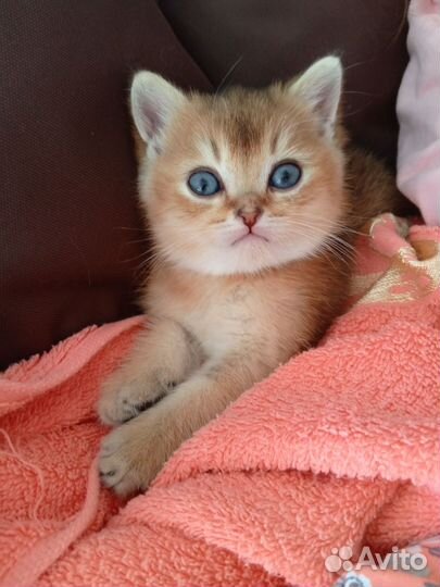 Шотландская