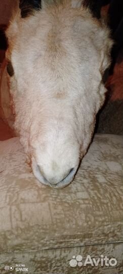 Чучело головы горной козы