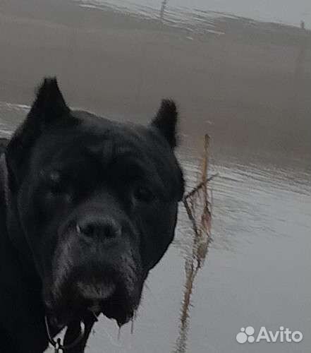 Вязка Кане корсо