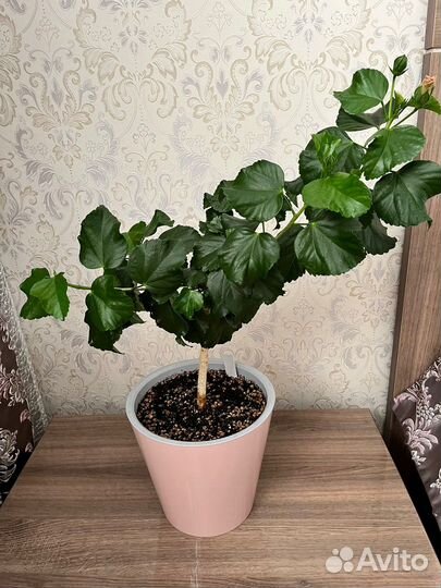 Гибискус Moorea Anastasiа