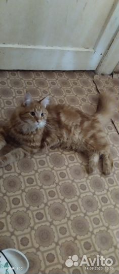 Котенок Мейн-кун мальчик
