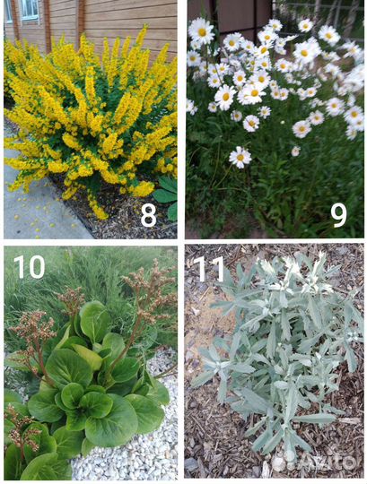 Многолетники, садовые растения часть 2