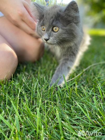 Котята бесплатно