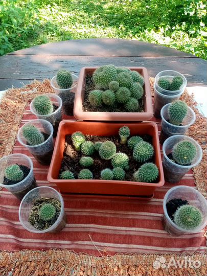 Кактусы и суккуленты