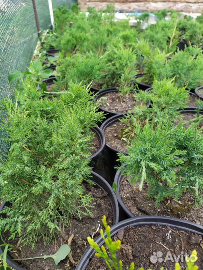 Туя западная, можевельник казацкий