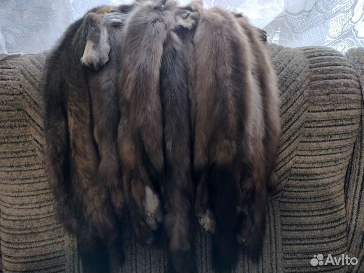 Шкурки соболя