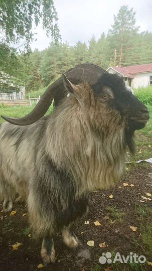 Козёл Альпийский