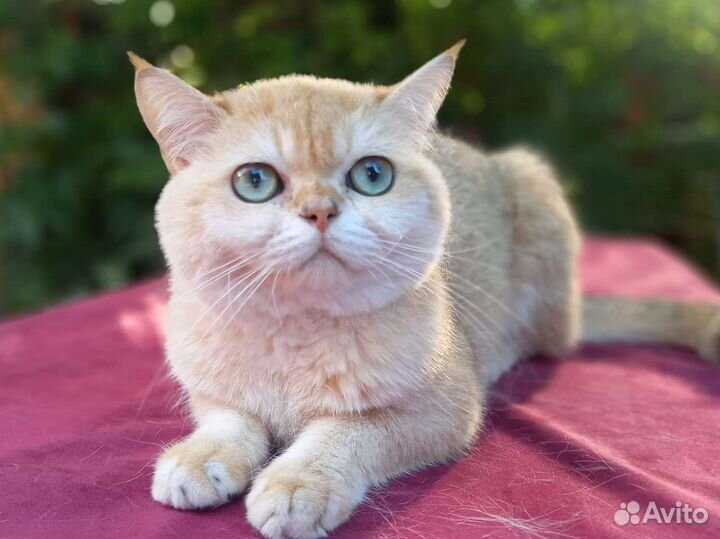 Британский кот на вязку