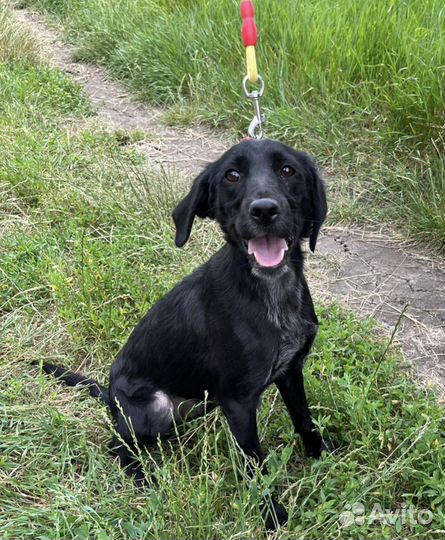 Рокки ищет семью