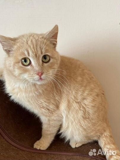 Котик в добрые руки