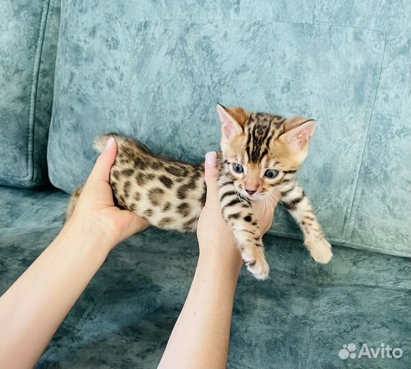 Бенгальские котятки