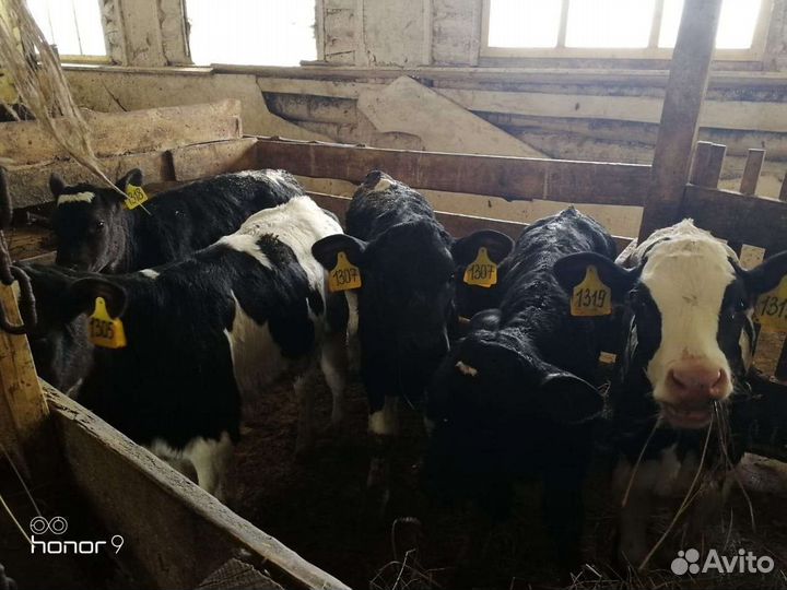 Бычки породистые, Швицы