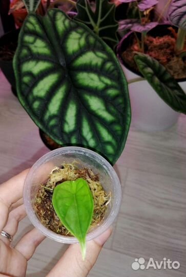 Алоказия Шкура Дракона