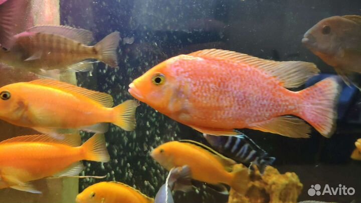 Рыбки Цихлиды