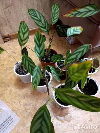 Калатея (детки)