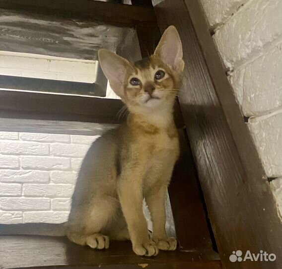 Абиссинские котята