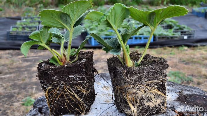 Рассада клубники Хоней (зкс)