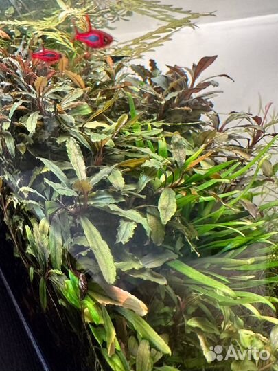 Буцефаландры