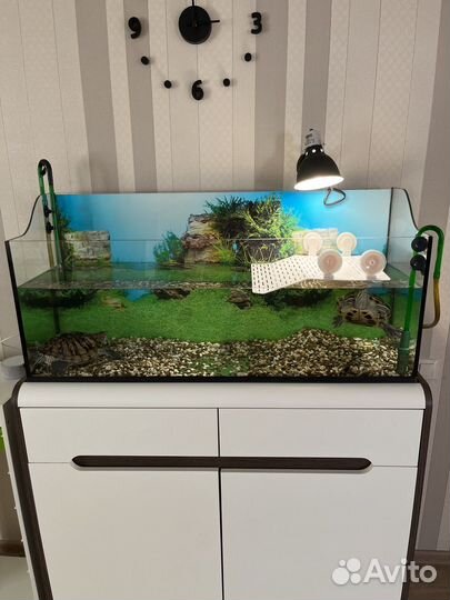 Террариум/аквариум для рептилий бу с черепахами