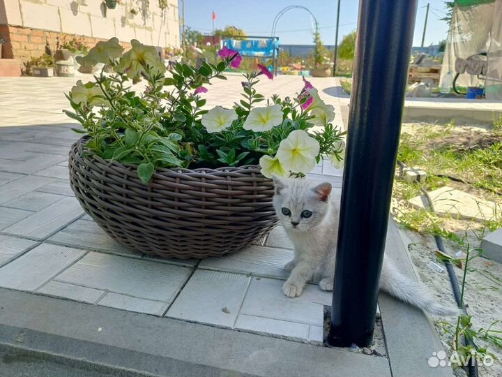 Котятки