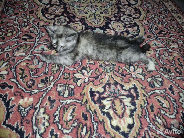 Котенок чёрный