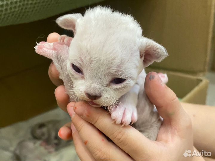 Котята девон-рекс