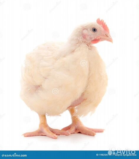 Цыплята бройлеры кобб 500 испания