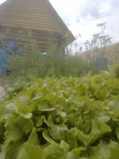 Участок 16,8 сот. (ИЖС)