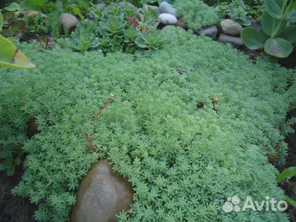 Седум Лизард