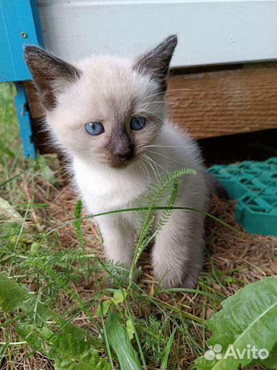 Котенок 2 месяца мальчик