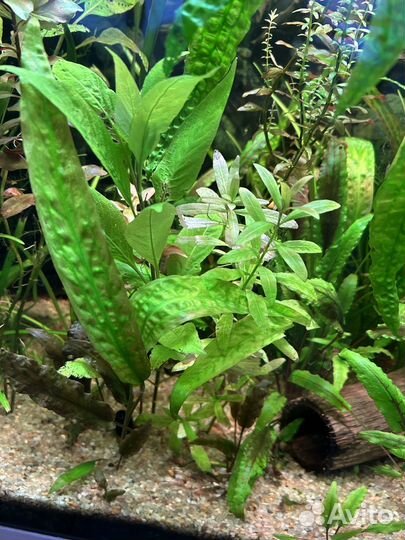 Аквариумные растения