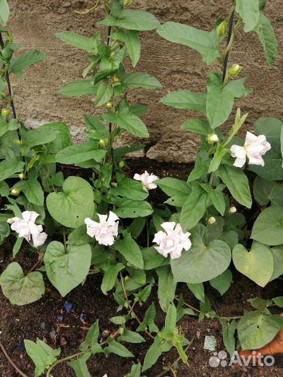 Калистегия махровая