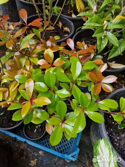 Японская клейера, тернстремия,фрейлиния,филлирея