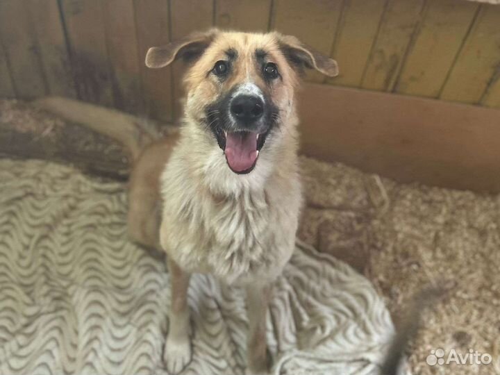 Собака в добрые руки