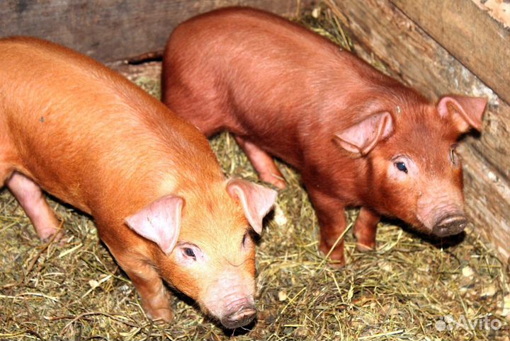 Поросята
