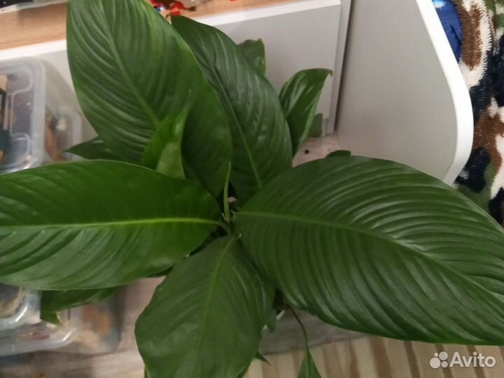 Спатифиллум