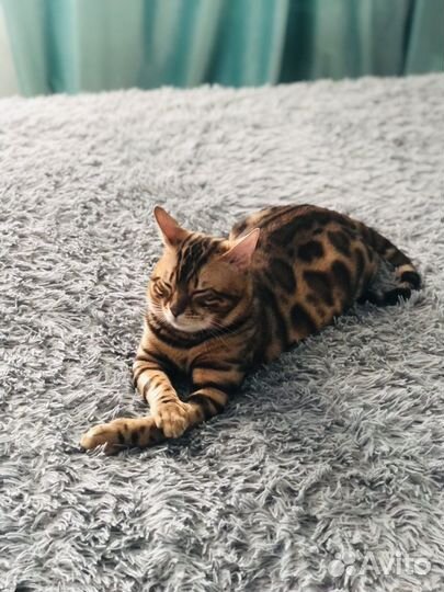 Вязка кошек