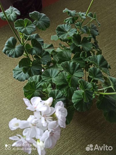 Герань пеларгония