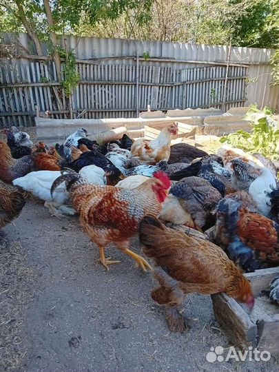 Породистая птица