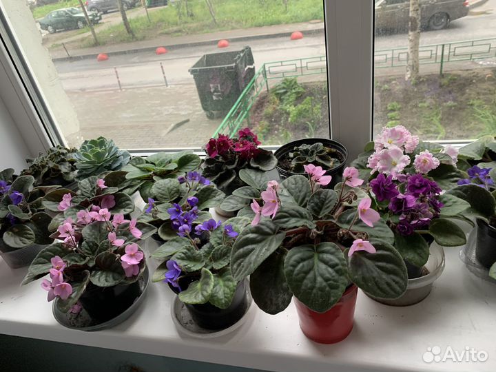 Цветущие фиалки