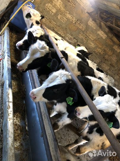 Телята бычки на откорм