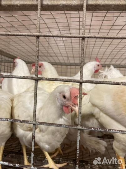 Продажа кур несушек