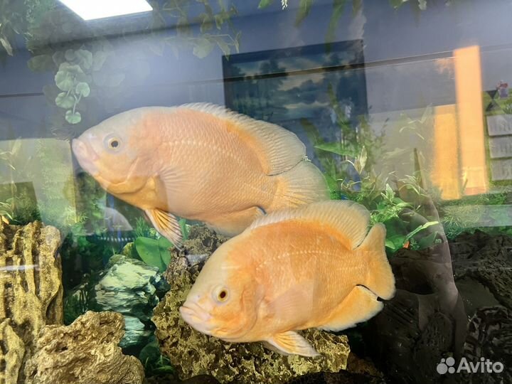 Астронотусы