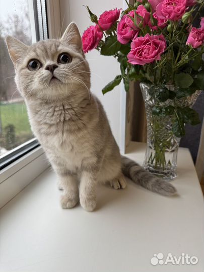 Шотландская малышка