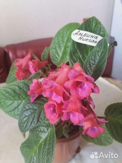 Экзотика. Текома Гарроча, Русселия, Бравалия