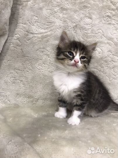 Красивые котятки, 1 мес девочки