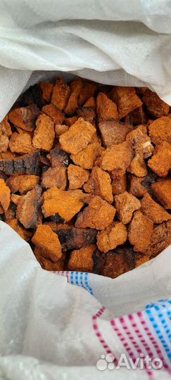 Березовый гриб чага продам