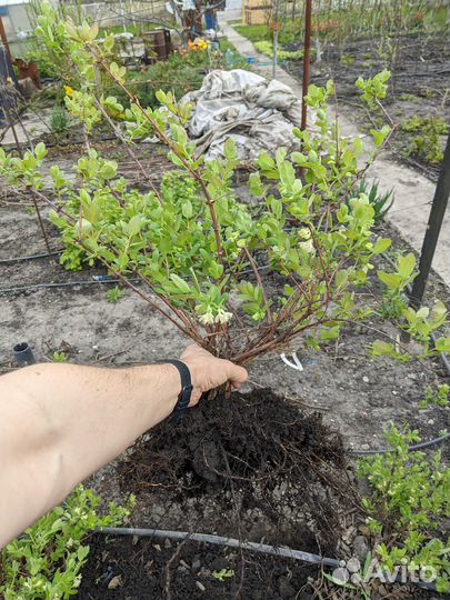 Жимолость: Гордость Бакчара